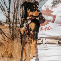 Dog Collar