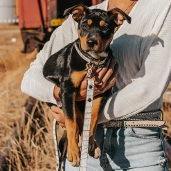 Dog Collar