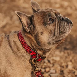 Dog Collar