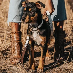 Dog Leash