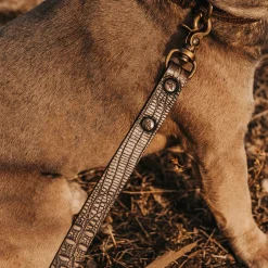 Dog Leash